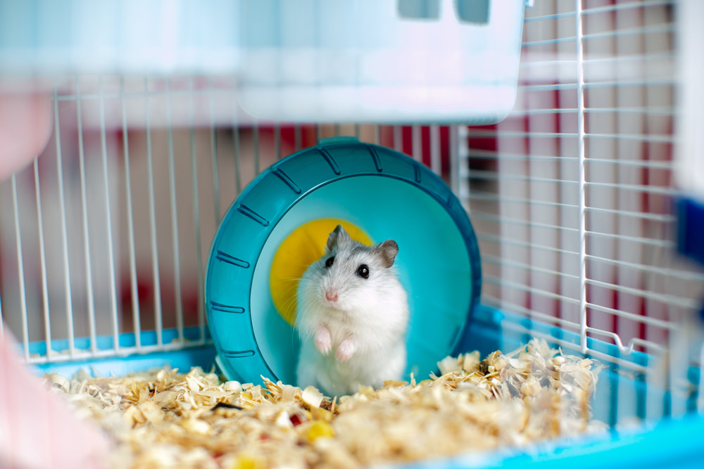 Panduan dasar memelihara hamster